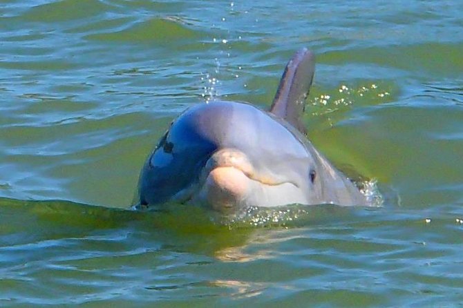 Avi's Premium Dolphin Tour by Jet Ski - Is the two-hour format good value?