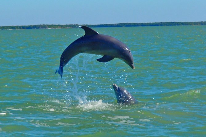 Avi's Premium Dolphin Tour by Jet Ski - Searching for dolphins among the mangroves