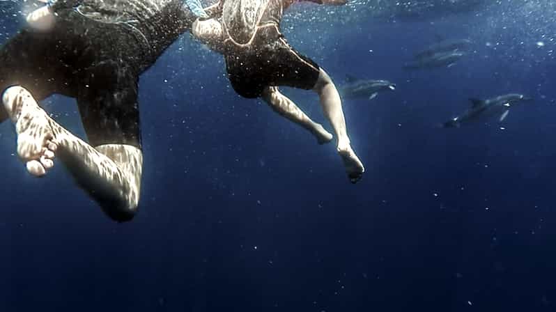 Azores: Swim with Dolphins Atlantic Experience - Key points at a glance