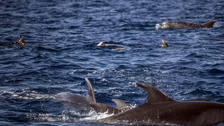 Azores: Swim with Dolphins Atlantic Experience - My verdict: a strong choice for the right kind of day