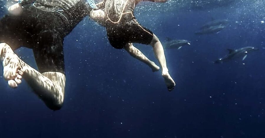 Azores: Swim with Dolphins Atlantic Experience - The real attraction: dolphins on their own terms