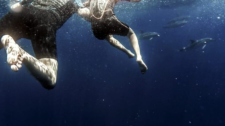 Azores: Swim with Dolphins Atlantic Experience - What the best encounters can look like