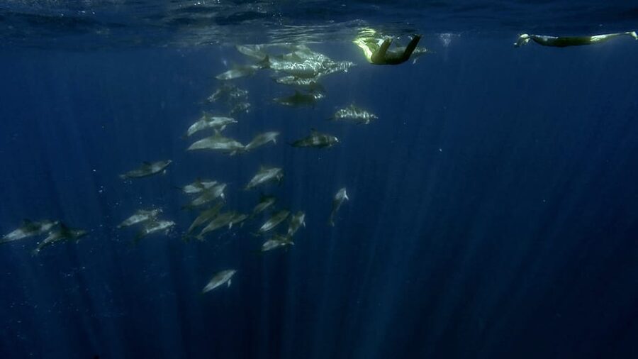 Azores: Swim with Dolphins Atlantic Experience - Gear, comfort, and who should book