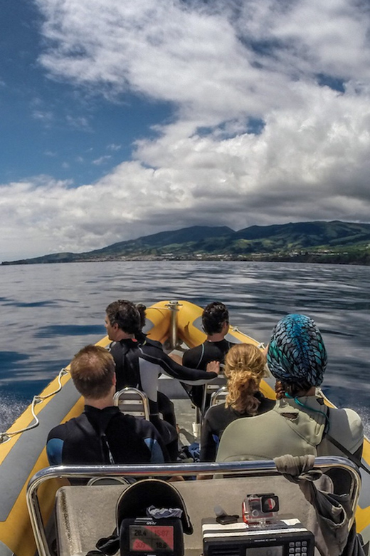 Azores: Swim with Dolphins Atlantic Experience - Conservation is not a side note