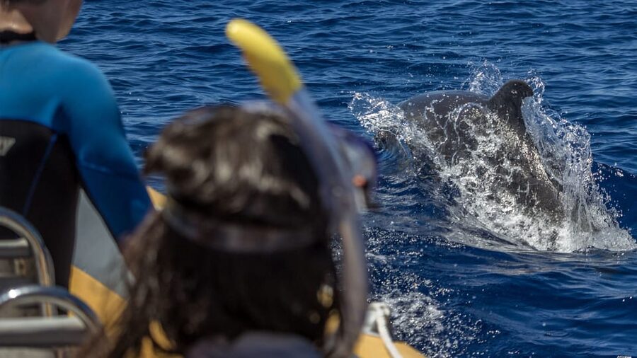 Azores: Swim with Dolphins Atlantic Experience - Meeting at Vila Franca do Campo