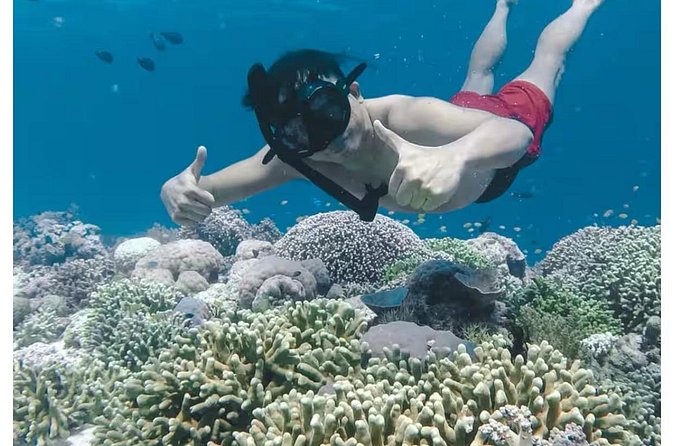 Bali and Lovina with Sunrise Dolphin Tour and Snorkeling - Breakfast, Transport, and What the Price Covers