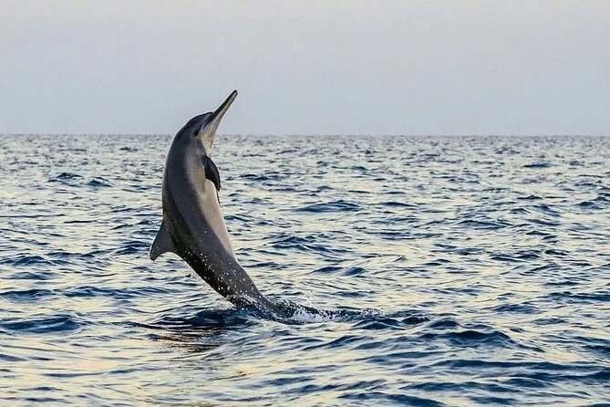 Bali and Lovina with Sunrise Dolphin Tour and Snorkeling - How the Timing Shapes Your Day