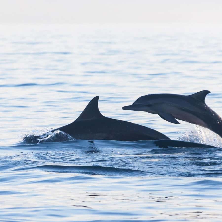Bali Bliss: Dolphin Lovina Private Expedition - The early start sets the tone