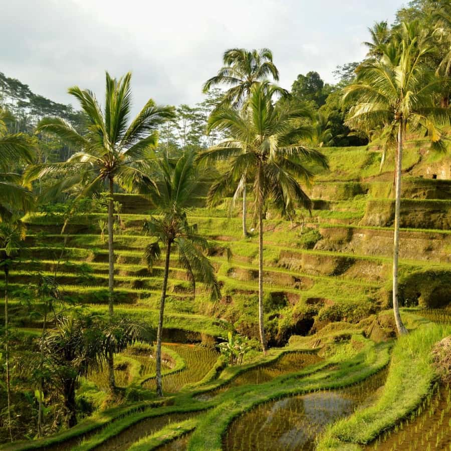 Bali Bliss: Dolphin Lovina Private Expedition - Option B: Kintamani and Ubud after the dolphins