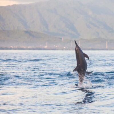 Bali Bliss: Dolphin Lovina Private Expedition