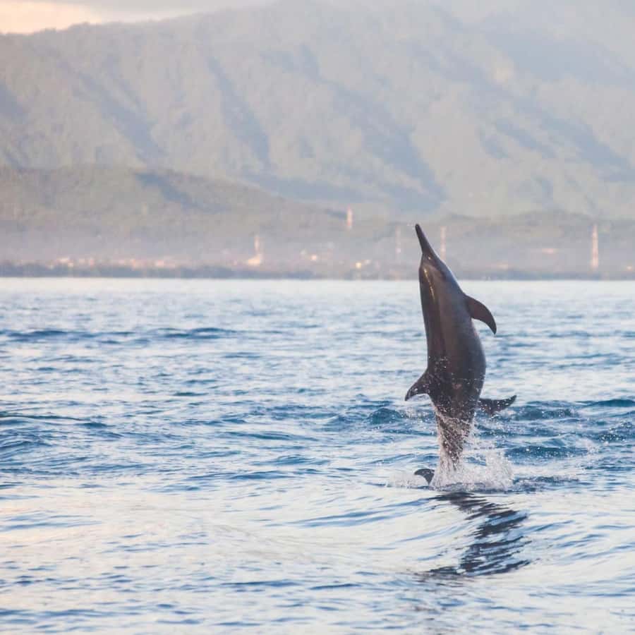 Bali Bliss: Dolphin Lovina Private Expedition - Option A: northern Bali’s mountain-and-temple circuit