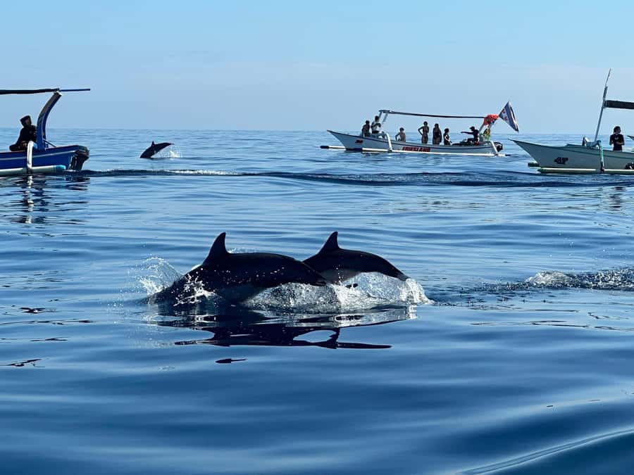 Bali: Dolphin Swimming Tour with ATV Quad Bike & Waterfall - Lovina dolphins in the open sea
