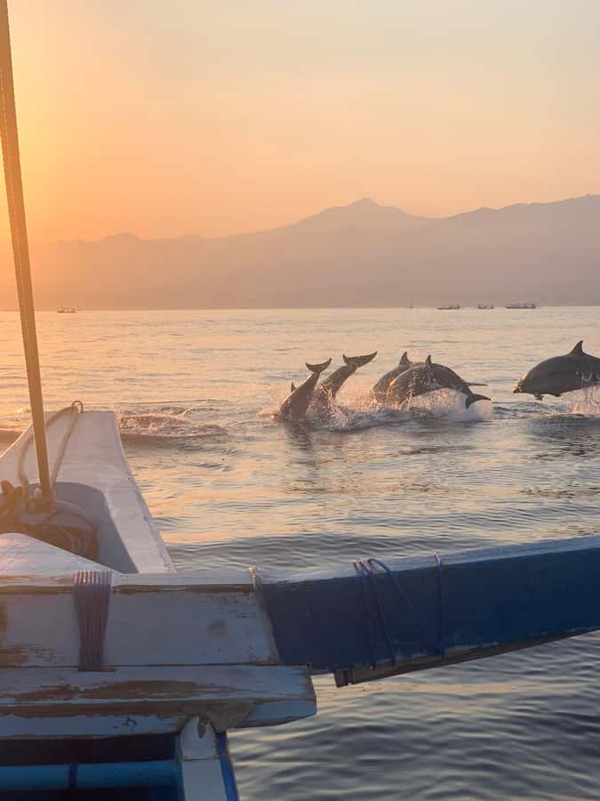 Bali: Dolphin Watching, Snorkeling, and Munduk Day Tour - Why the north coast makes a strong day out