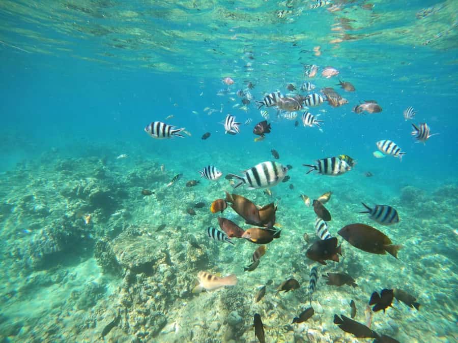 Bali: Lovina dolphin adventure with breakfast and snorkling. - Key points to know before booking