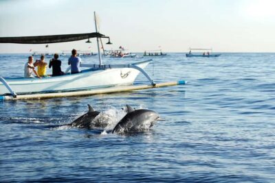 Bali: Lovina dolphin adventure with breakfast and snorkling.