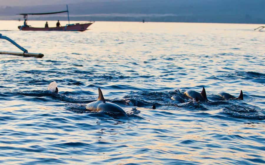 Bali: Lovina dolphin adventure with breakfast and snorkling. - What the three-hour Lovina stop actually includes