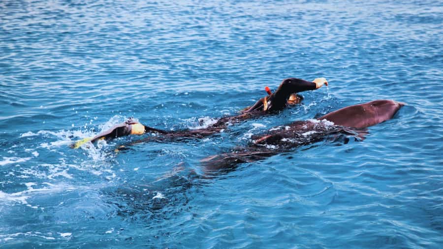Bali/Lovina: Dolphin Snorkeling, Swimming & Waterfall Tour - What the dolphin-plank swim really means
