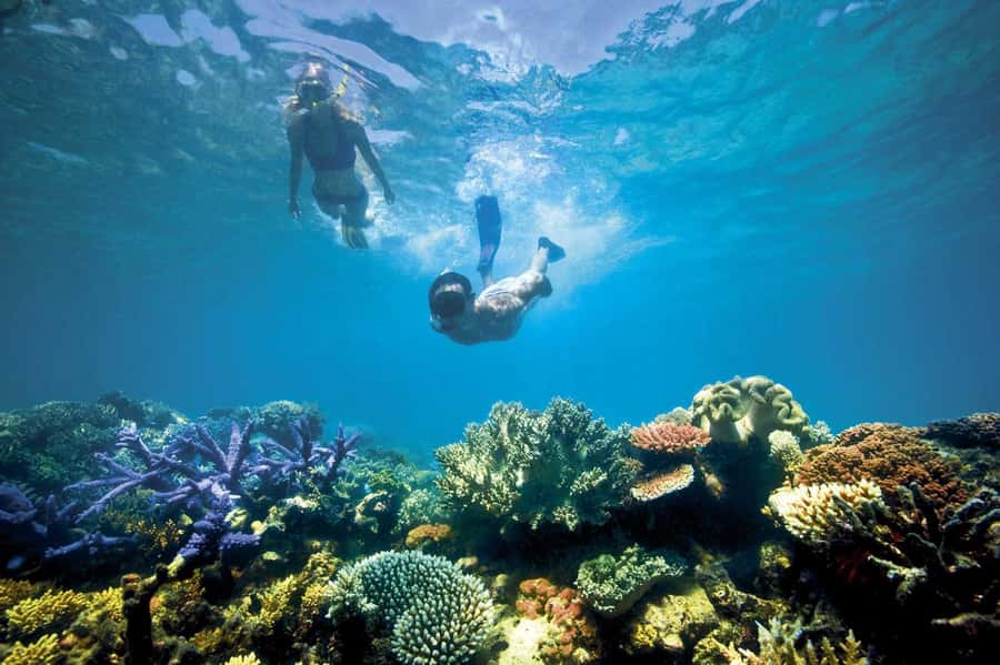 Bali/Lovina: Dolphin Snorkeling, Swimming & Waterfall Tour - Snorkeling over Lovina’s coral reef