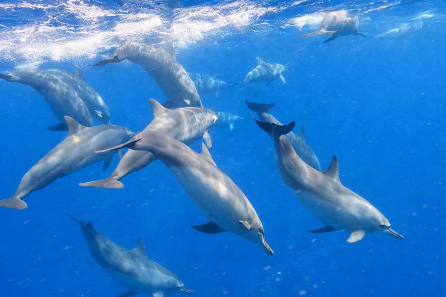 Bali/Lovina: Guided Dolphin Watching & Sunrise Boat Snorkel - Basecamp coffee and the early start