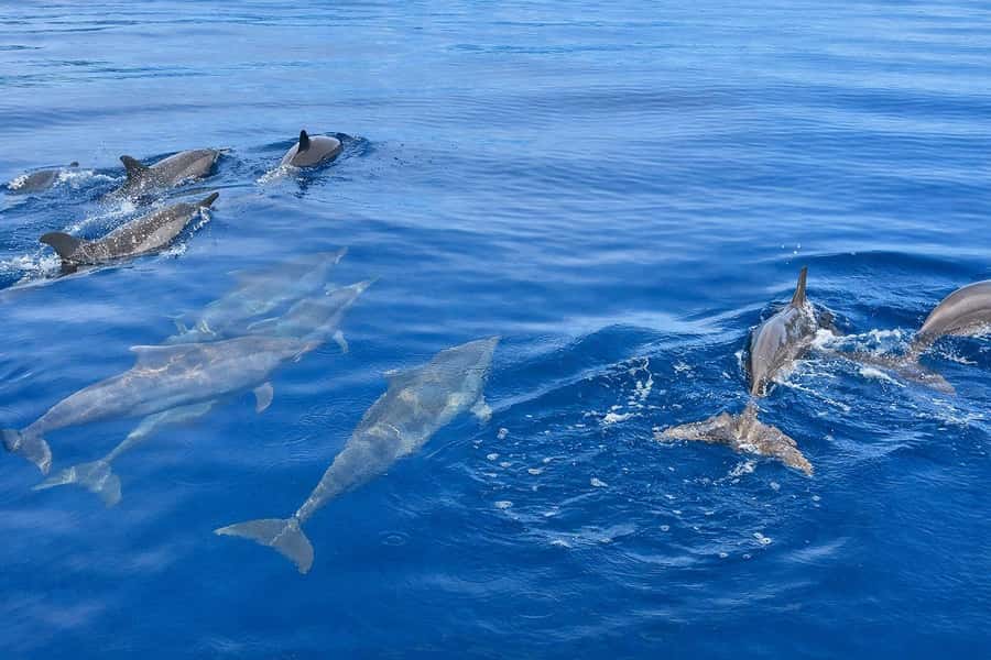 Bali/Lovina: Guided Dolphin Watching & Sunrise Boat Snorkel - Booking flexibility and practical timing