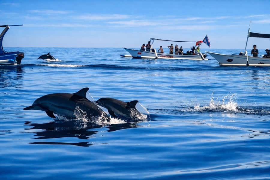 Bali/Lovina: Guided Dolphin Watching & Sunrise Boat Snorkel - Should you book the Lovina dolphin tour?