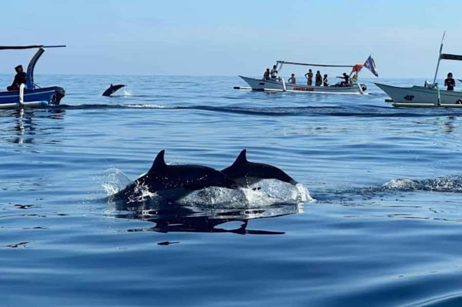 Bali: Lovina Swimming With Dolphine & Snorkeling Tour - Key points at a glance