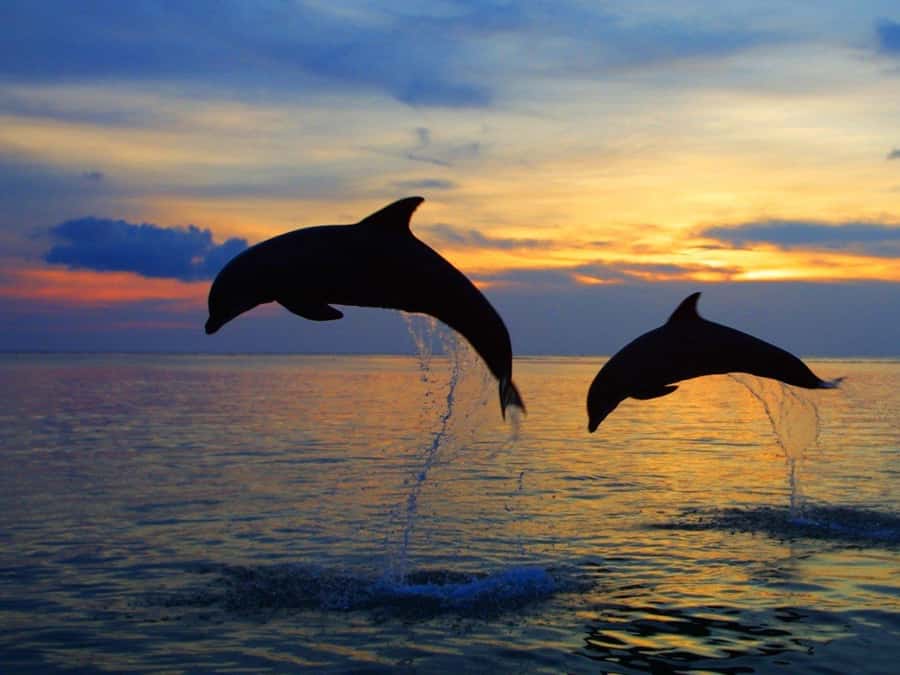 Bali: Lovina Swimming With Dolphine & Snorkeling Tour - Coral, fish, and time in the water