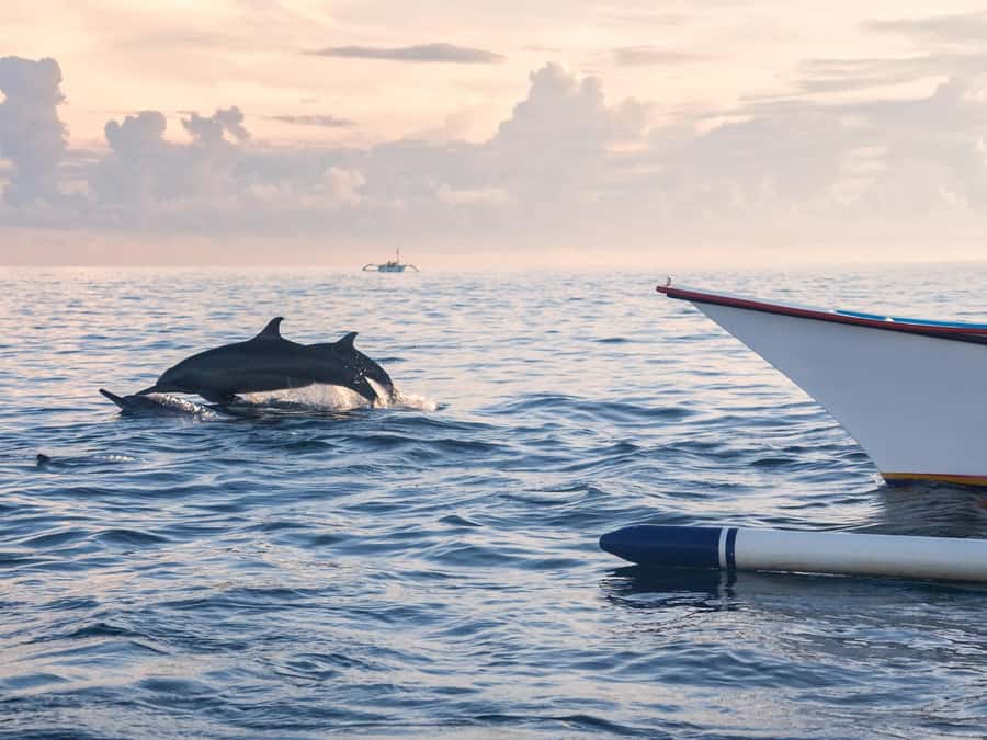 Bali: Swimming with dolphin & waterfal tour, all inclusive. - Key points to know before booking