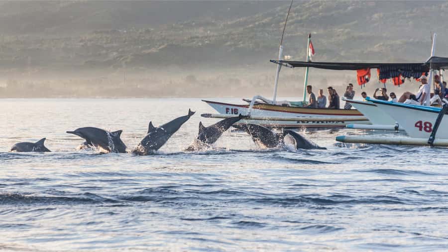 Bali: Watching Dolphin, Swimming & Snorkeling Tour - Who Will Enjoy This Morning Most