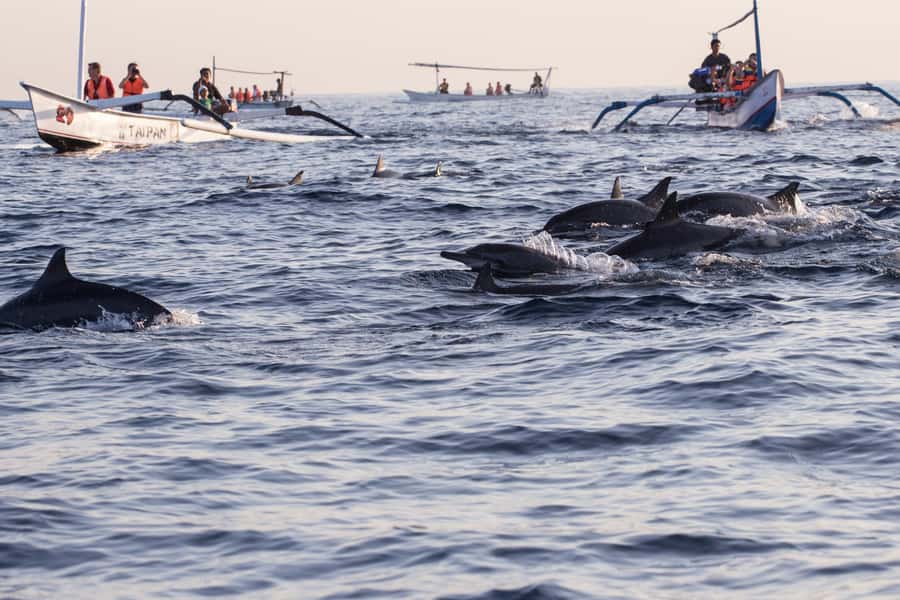Bali: Watching Dolphin, Swimming & Snorkeling Tour - FAQ