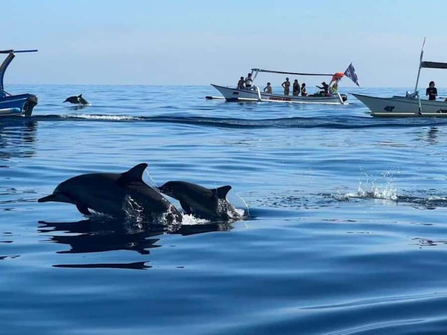 Bali: Watching Dolphin, Swimming & Snorkeling Tour - Swimming With Dolphins, With Clear Limits