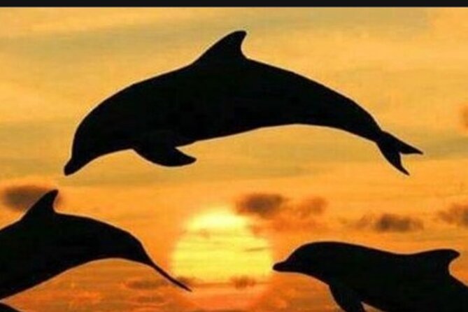 Baraka Aquarium and Dolphin Sightseeing with Sunset Cruise - Ending with a Nungwi dhow at sunset
