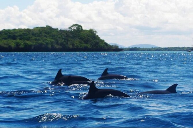 Baraka Aquarium and Dolphin Sightseeing with Sunset Cruise - Who will enjoy this most?
