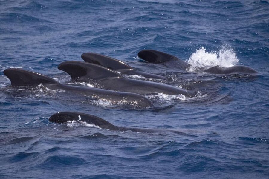 Barbate: Dolphin and Whale Watching in Cape Trafalgar - Key points to know before you book