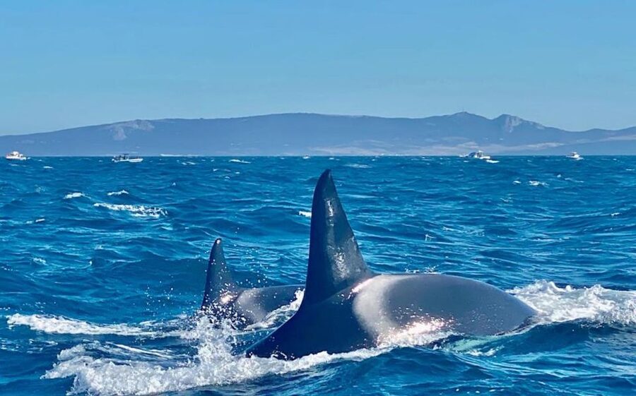 Barbate: Dolphin and Whale Watching in Cape Trafalgar - Sea conditions, motion sickness, and comfort