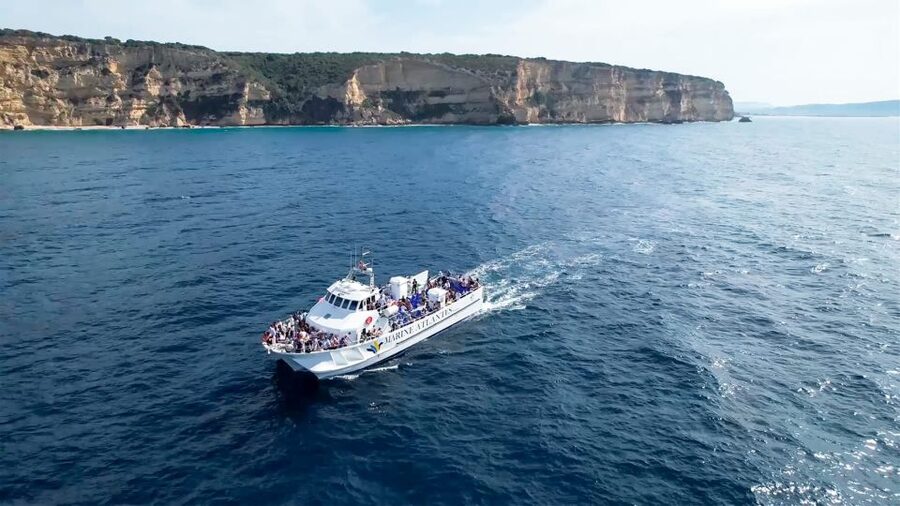 Barbate: Dolphin and Whale Watching in Cape Trafalgar - Dolphins, whales, and the best wildlife moments