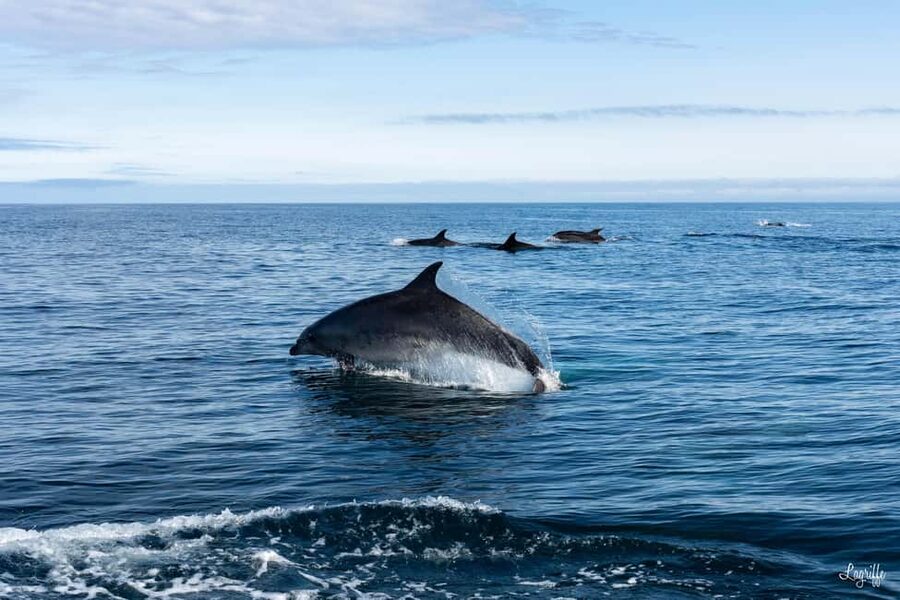 Basque Country : Whale and Dolphin Watching Boat Tours - Key points before you book