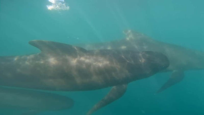Basque Country : Whale and Dolphin Watching Boat Tours - How to prepare for the Zodiac