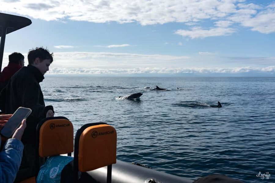 Basque Country : Whale and Dolphin Watching Boat Tours - The first 45 minutes: crossing toward open water
