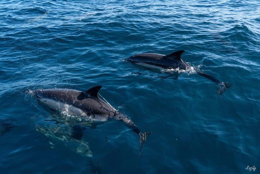 Basque Country : Whale and Dolphin Watching Boat Tours - Watching dolphins at the offshore observation zone
