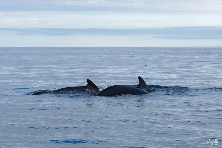 Basque Country : Whale and Dolphin Watching Boat Tours - The whale possibilities, from pilot whales to fin whales