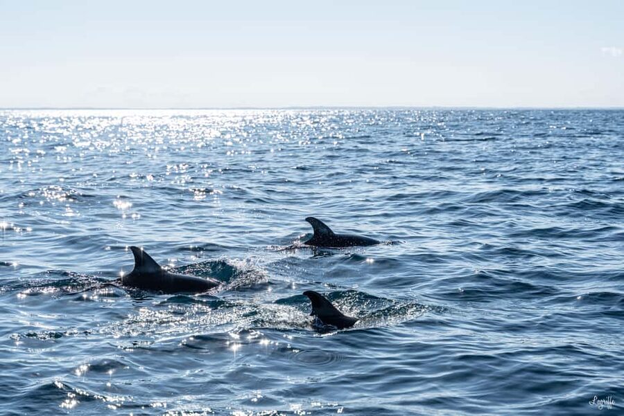 Basque Country : Whale and Dolphin Watching Boat Tours - Returning to Saint-Jean-de-Luz by Zodiac