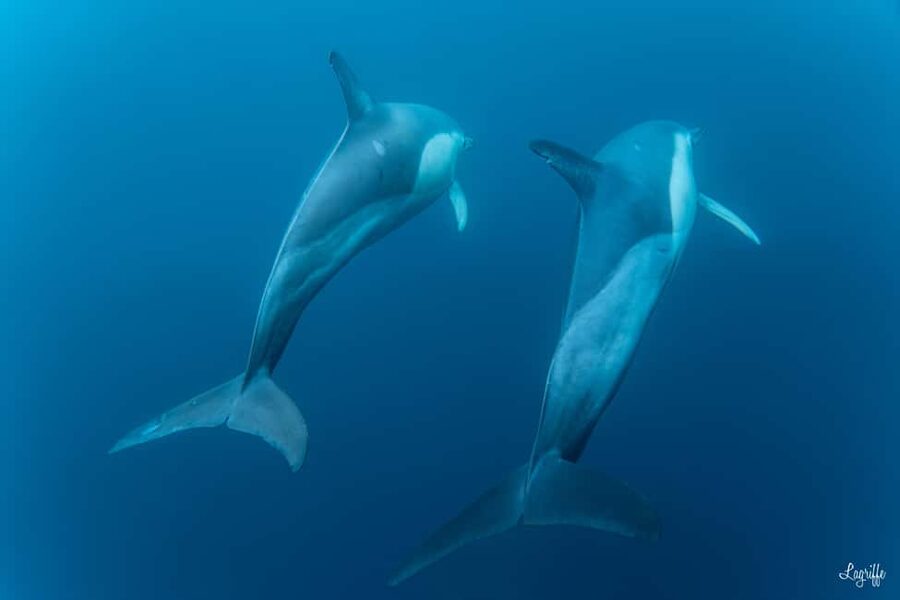 Basque Country : Whale and Dolphin Watching Boat Tours - What the $199 price means