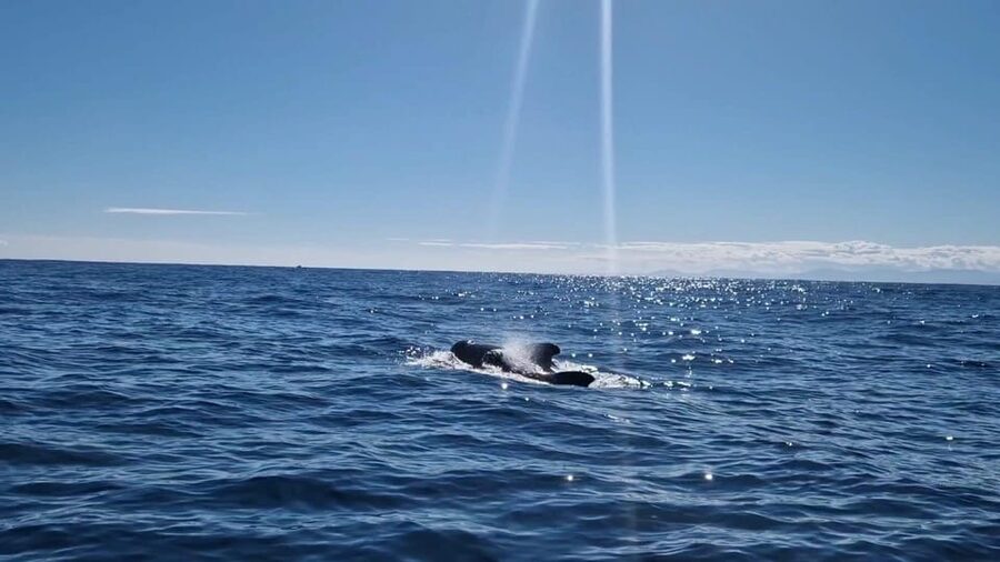 Basque Country : Whale and Dolphin Watching Boat Tours - Who will enjoy this morning at sea