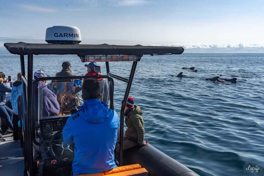 Basque Country : Whale and Dolphin Watching Boat Tours - Meeting at 8:00 AM in Saint-Jean-de-Luz