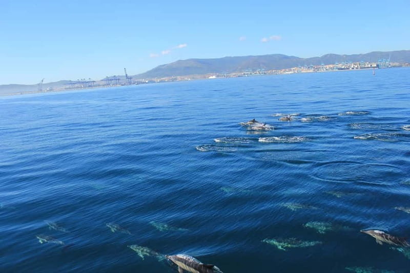 Bay of Gibraltar: Dolphin Cruise - Key points before you book