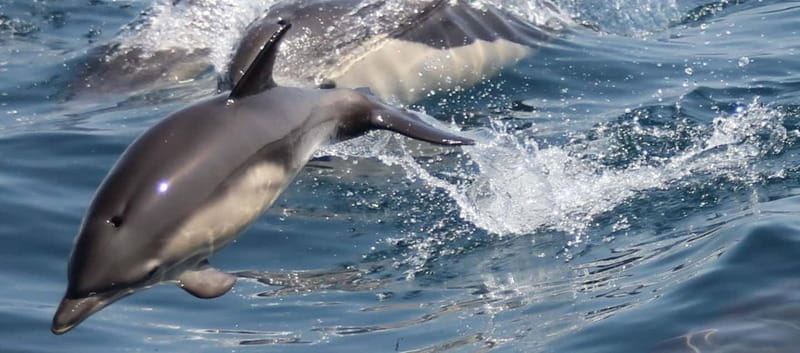 Bay of Gibraltar: Dolphin Cruise - Why Gibraltar Bay is a good place for a dolphin cruise