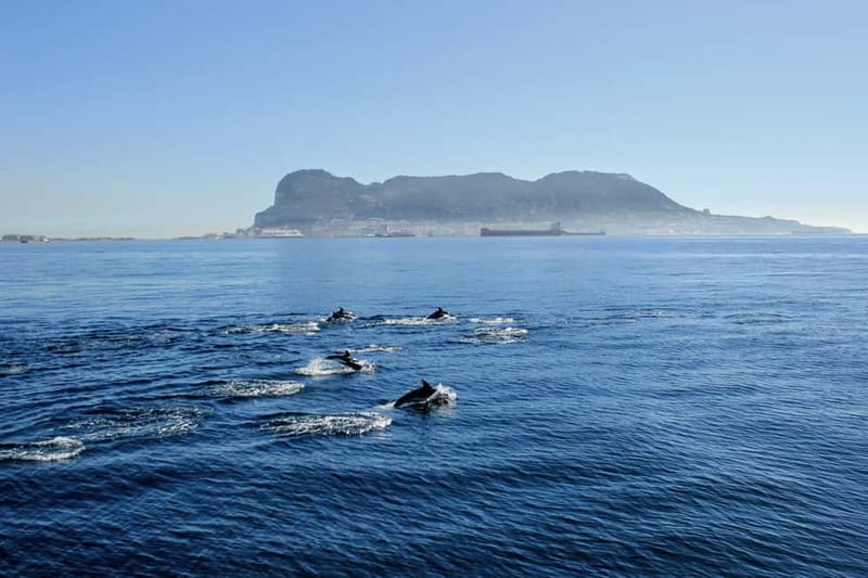 Bay of Gibraltar: Dolphin Cruise - The first minutes on the water
