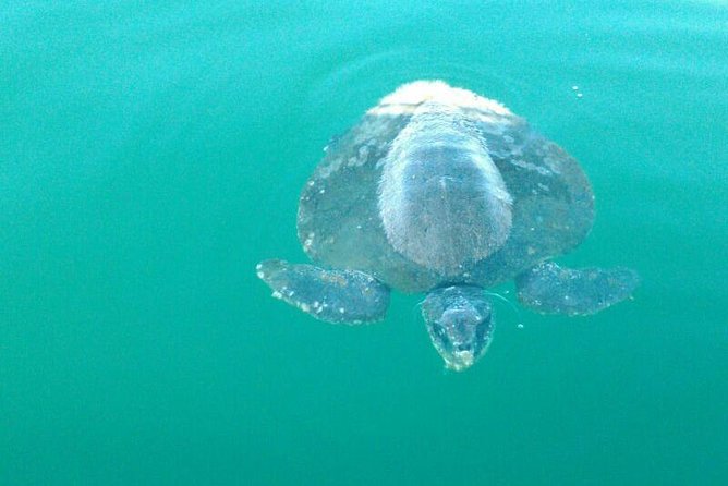 Beaches Dolphins And Viewpoints Discovering The Hidden Port By Sea And Land - The ocean portion: turtles, dolphins, and possible whales