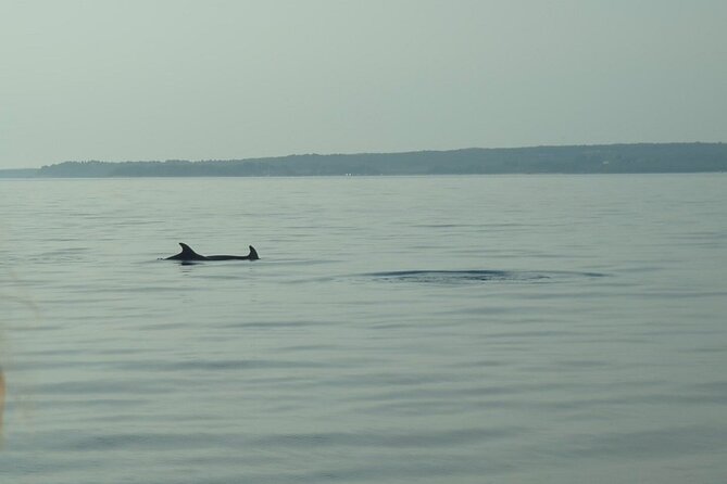 Beautiful Sunset and Dolphin Watching - How the dolphin search works